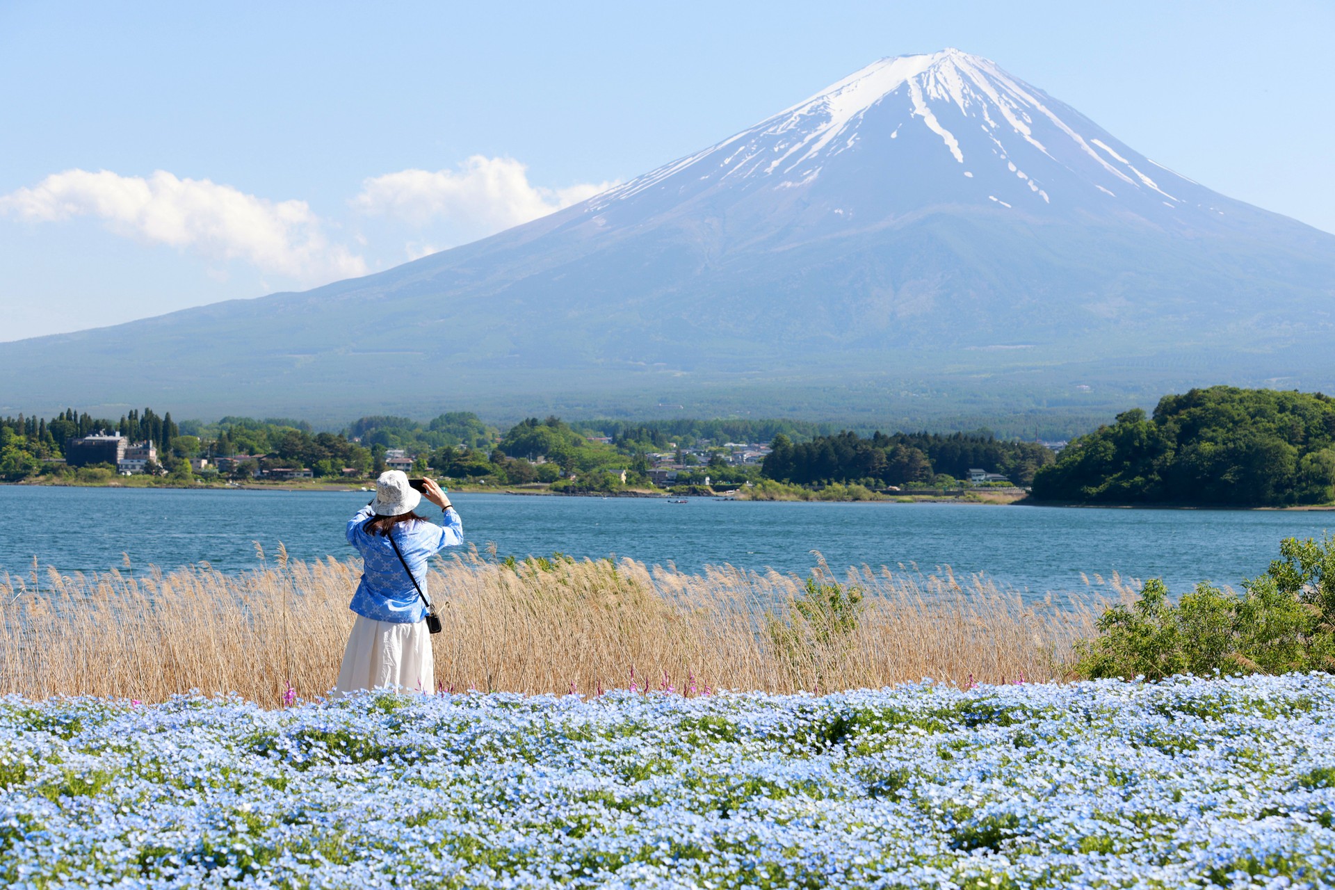 female tourist take photo to the Mount Fuji in front of ornamental garden of baby blue eye flowers