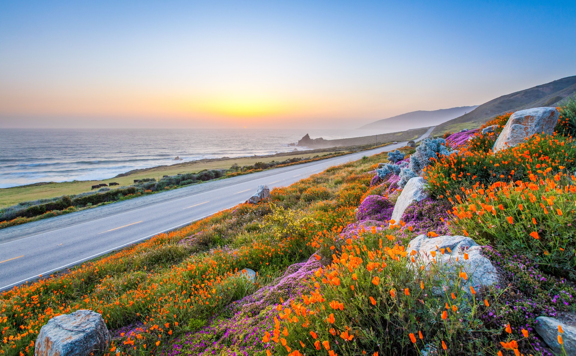 wild flowers and California coastline in Big Sur at sunset.