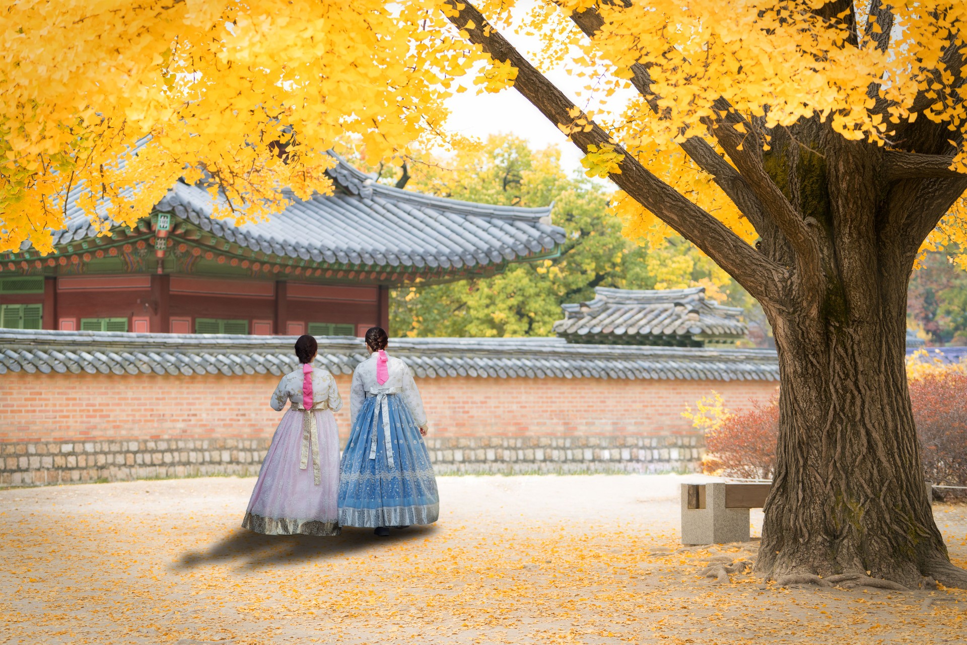 Ginkgo leaves in autumn light – tradition lingers in Korean palace courtyard