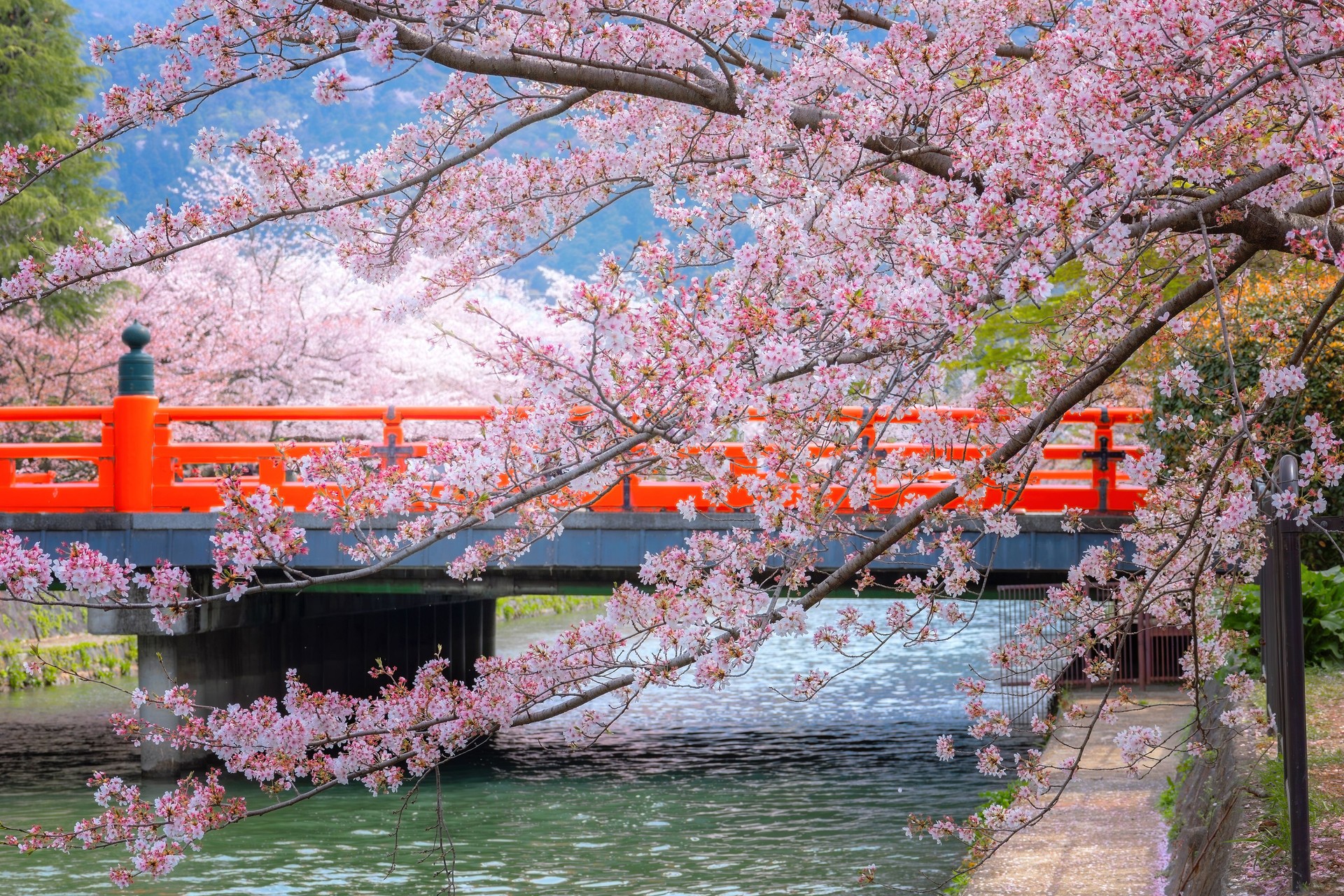 Full bloom cherry blossom  Kyoto, Japan